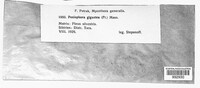 Phlebiopsis gigantea image